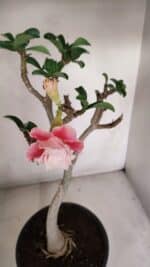 Planta Dobrada 3304 – 45cm – 03 anos - Imagem 4