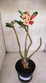 Planta Dobrada 3305 – 35cm – 03 anos - Imagem 2