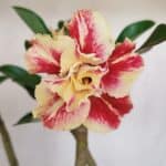 Planta Dobrada 3305 – 35cm – 03 anos