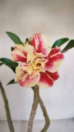 Planta Dobrada 3305 – 35cm – 03 anos