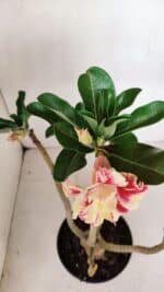 Planta Dobrada 3305 – 35cm – 03 anos - Imagem 4