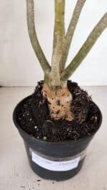 Planta Dobrada 3305 – 35cm – 03 anos - Imagem 7