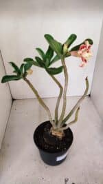 Planta Dobrada 3305 – 35cm – 03 anos - Imagem 6