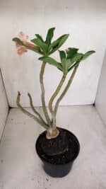 Planta Dobrada 3305 – 35cm – 03 anos - Imagem 5