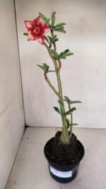 Planta Dobrada 3306 – 35cm – 03 anos - Imagem 2