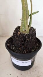 Planta Dobrada 3306 – 35cm – 03 anos - Imagem 5