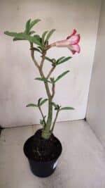 Planta Dobrada 3306 – 35cm – 03 anos - Imagem 4