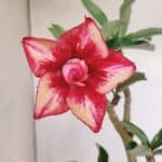 Planta Dobrada 3306 – 35cm – 03 anos