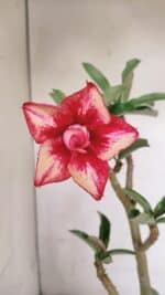 Planta Dobrada 3306 – 35cm – 03 anos