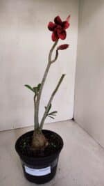 Planta Dobrada 3307 – 35cm – 03 anos - Imagem 2