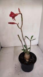 Planta Dobrada 3307 – 35cm – 03 anos - Imagem 5