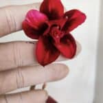 Planta Dobrada 3307 – 35cm – 03 anos