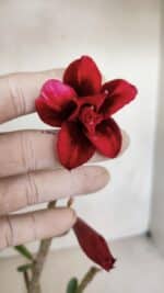 Planta Dobrada 3307 – 35cm – 03 anos