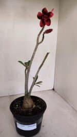 Planta Dobrada 3307 – 35cm – 03 anos - Imagem 6