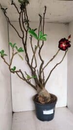 Planta Dobrada 3308 – 65cm – 05 anos - Imagem 2