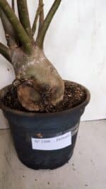 Planta Dobrada 3308 – 65cm – 05 anos - Imagem 7