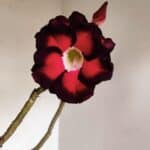 Planta Dobrada 3308 – 65cm – 05 anos