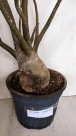 Planta Dobrada 3308 – 65cm – 05 anos - Imagem 10