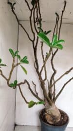 Planta Dobrada 3308 – 65cm – 05 anos - Imagem 9