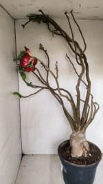 Planta Dobrada 3308 – 65cm – 05 anos - Imagem 6