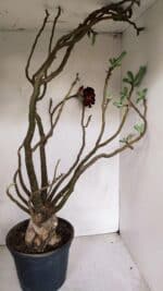 Planta Dobrada 3308 – 65cm – 05 anos - Imagem 8