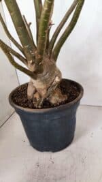 Planta Dobrada 3308 – 65cm – 05 anos - Imagem 5