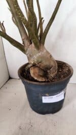 Planta Dobrada 3308 – 65cm – 05 anos - Imagem 4