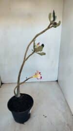 Planta Dobrada 3309 – 35cm – 03 anos - Imagem 5