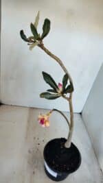 Planta Dobrada 3309 – 35cm – 03 anos - Imagem 4