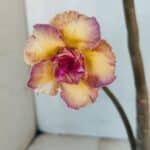 Planta Dobrada 3309 – 35cm – 03 anos