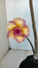 Planta Dobrada 3309 – 35cm – 03 anos