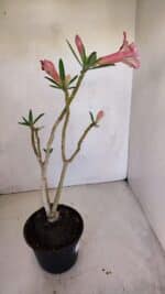 Planta Dobrada 3310 – 35cm – 03 anos - Imagem 6