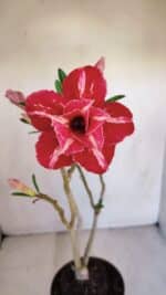 Planta Dobrada 3310 – 35cm – 03 anos