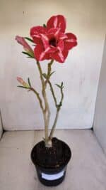 Planta Dobrada 3310 – 35cm – 03 anos - Imagem 4