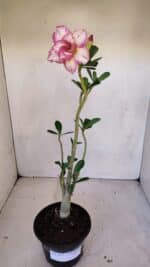 Planta Dobrada 3311 – 35cm – 03 anos - Imagem 5