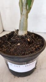 Planta Dobrada 3311 – 35cm – 03 anos - Imagem 7