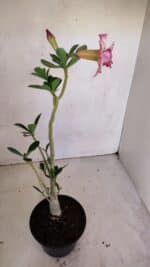 Planta Dobrada 3311 – 35cm – 03 anos - Imagem 6