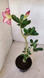 Planta Dobrada 3311 – 35cm – 03 anos - Imagem 2