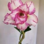 Planta Dobrada 3311 – 35cm – 03 anos