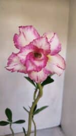 Planta Dobrada 3311 – 35cm – 03 anos