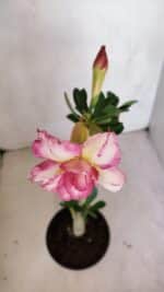 Planta Dobrada 3311 – 35cm – 03 anos - Imagem 4