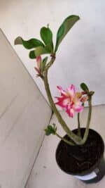 Planta Dobrada 3312 – 35cm – 03 anos - Imagem 4