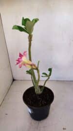 Planta Dobrada 3312 – 35cm – 03 anos - Imagem 6