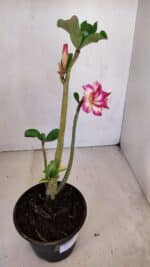 Planta Dobrada 3312 – 35cm – 03 anos - Imagem 5