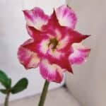 Planta Dobrada 3312 – 35cm – 03 anos