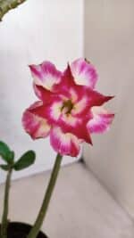 Planta Dobrada 3312 – 35cm – 03 anos