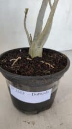 Planta Dobrada 3313 – 35cm – 03 anos - Imagem 6