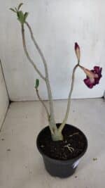 Planta Dobrada 3313 – 35cm – 03 anos - Imagem 5