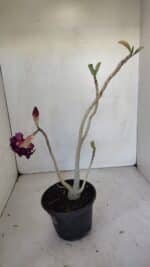 Planta Dobrada 3313 – 35cm – 03 anos - Imagem 4