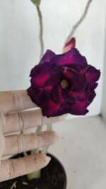 Planta Dobrada 3313 – 35cm – 03 anos